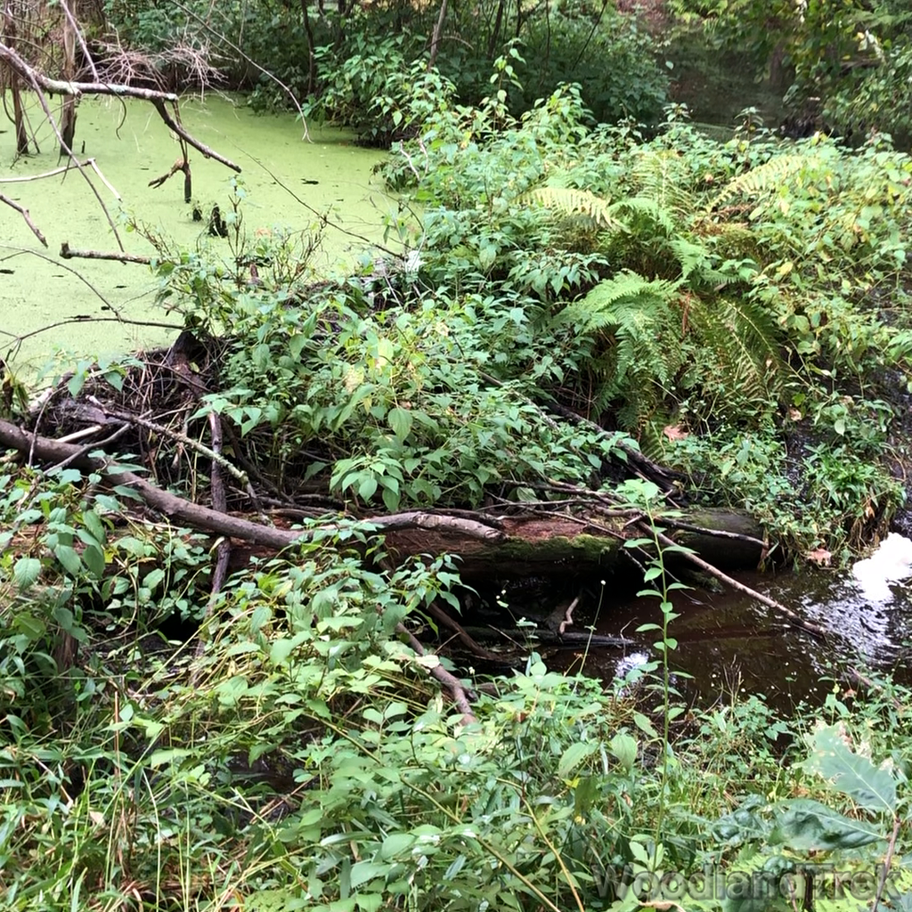 2021-09-17_125126_00