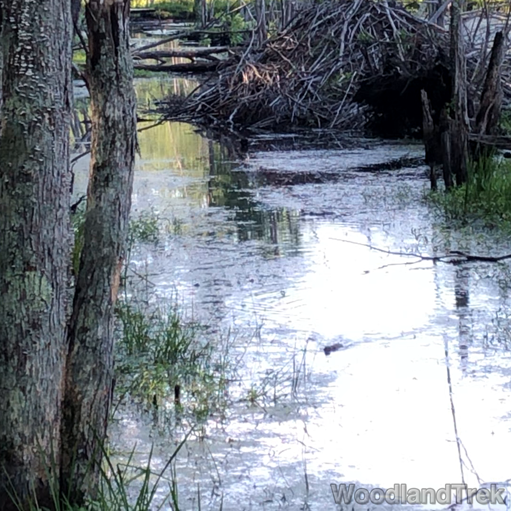 2022-07-23_103609_00