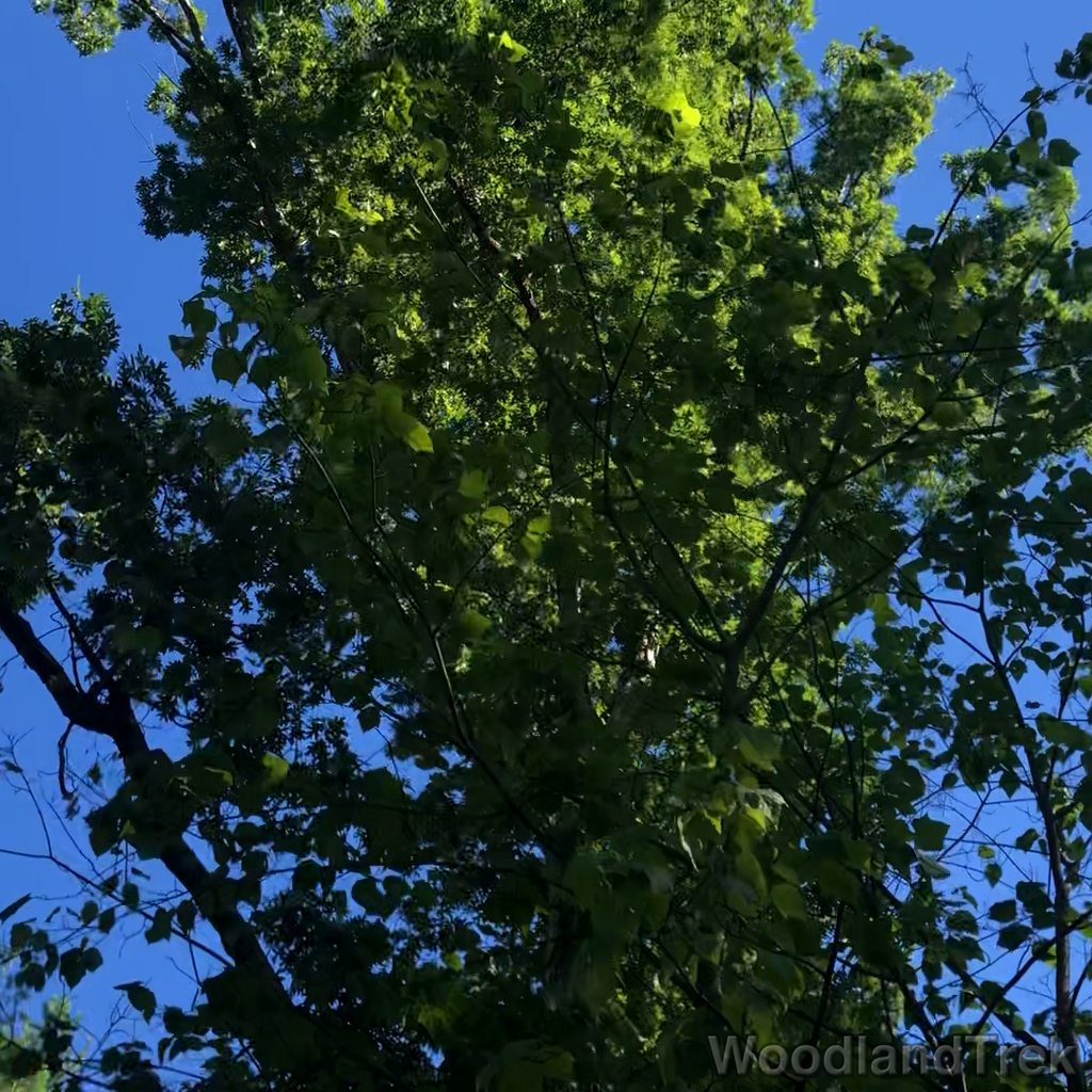 2022-07-30_093849_00