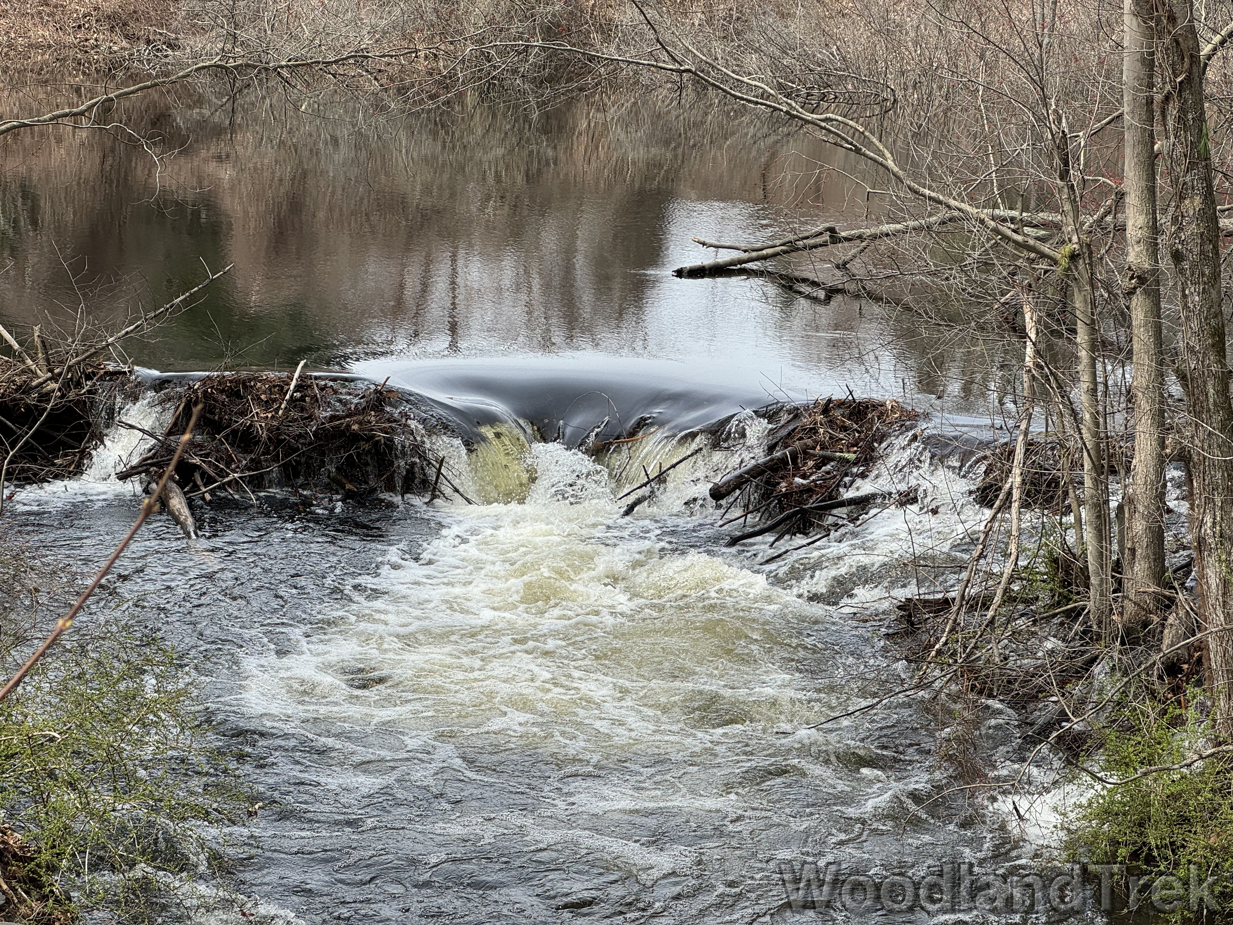 New England forest stream photographed by WoodlandTrek