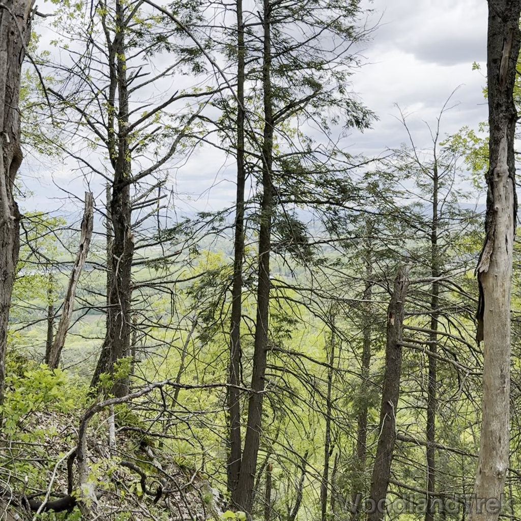 2024-05-11_153912_00