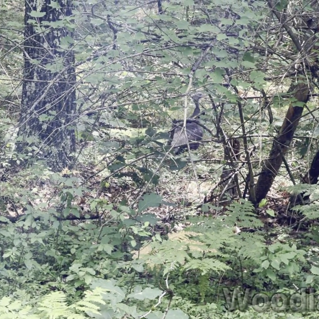 2024-07-20_121157_00