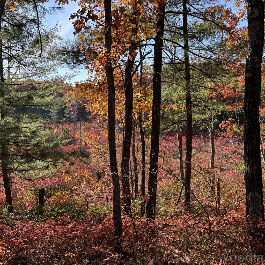 fav_2024-10-22_152509_00