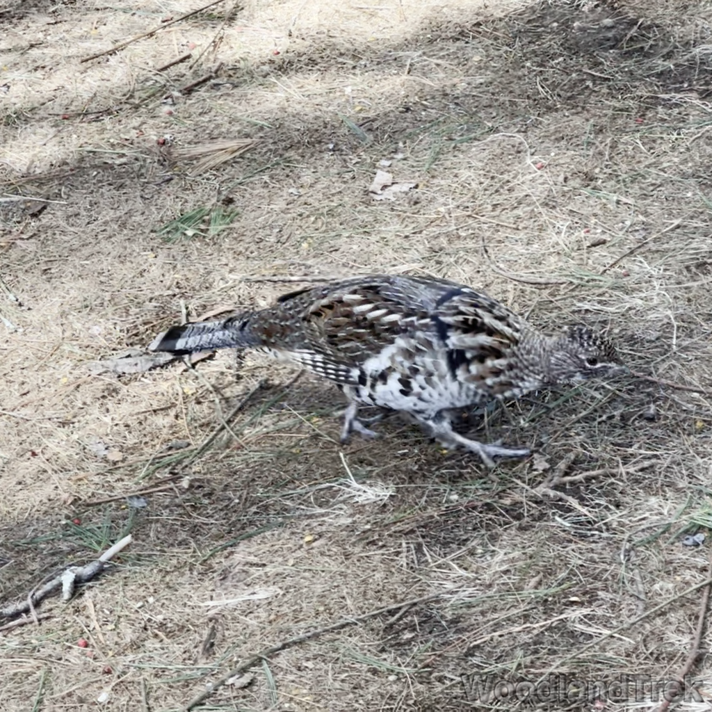 2025-03-22_120142_00