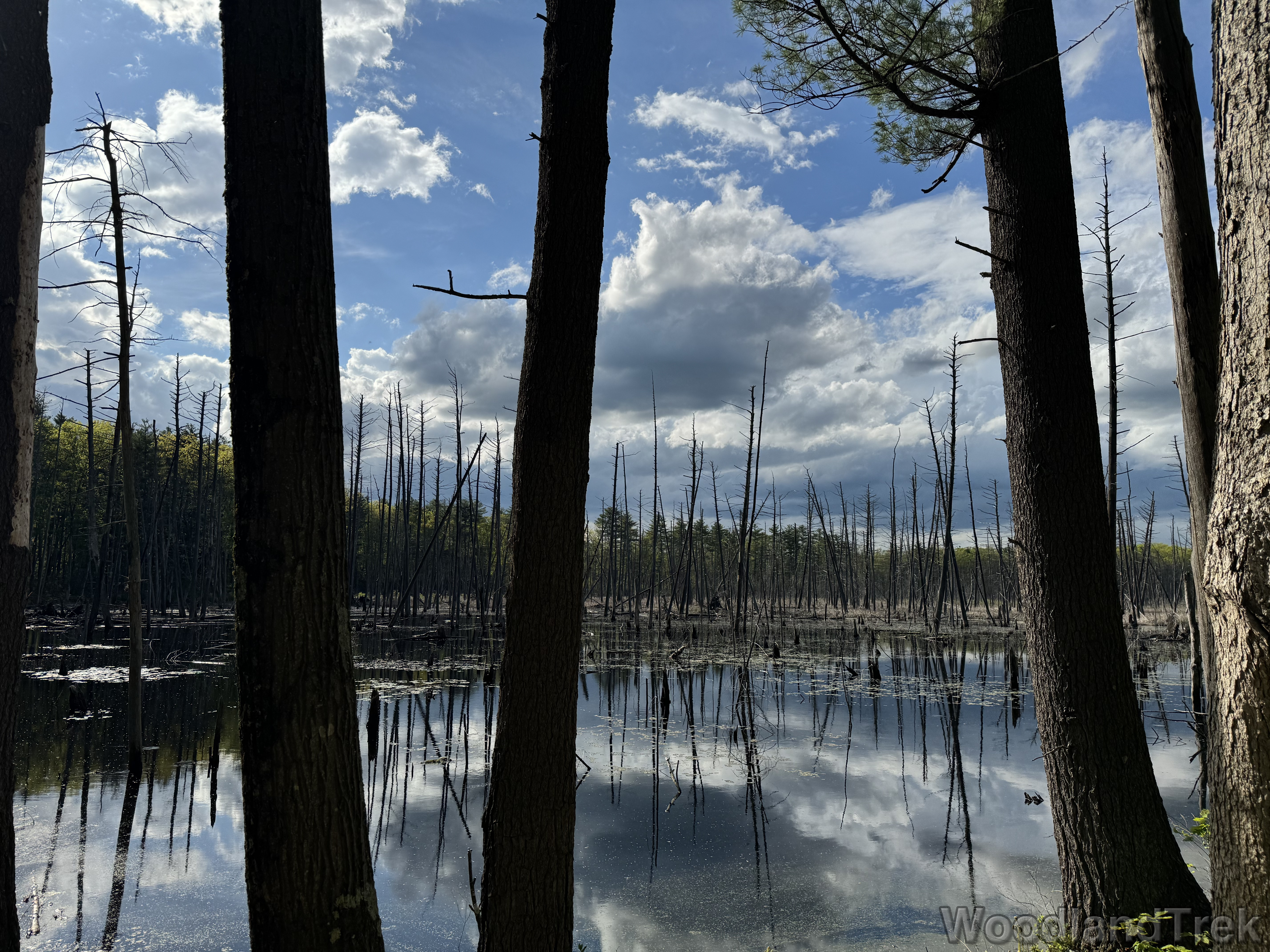 Still pond with standing dead trees reflecting clouds above