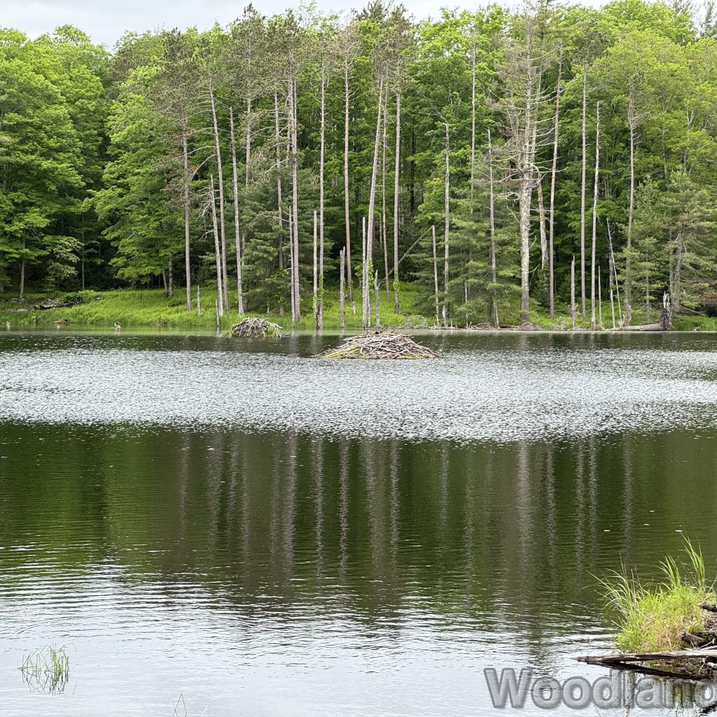 2025-06-01_110348_00