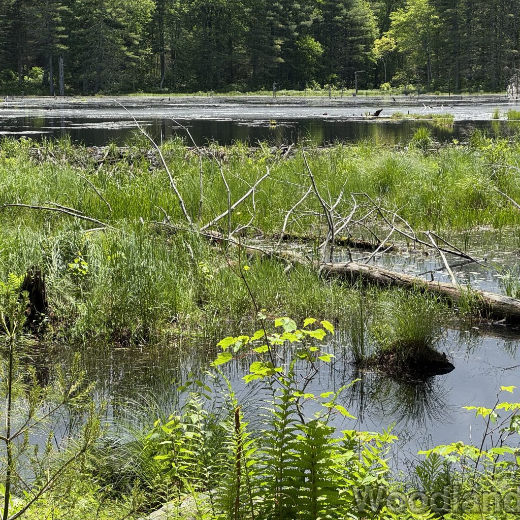 2025-06-01_122052_00