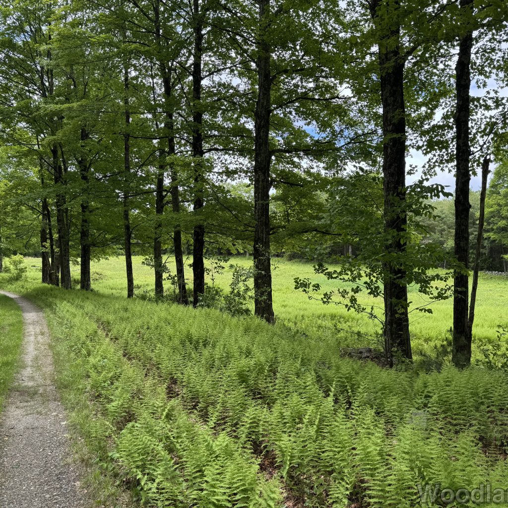 2025-06-01_123538_00