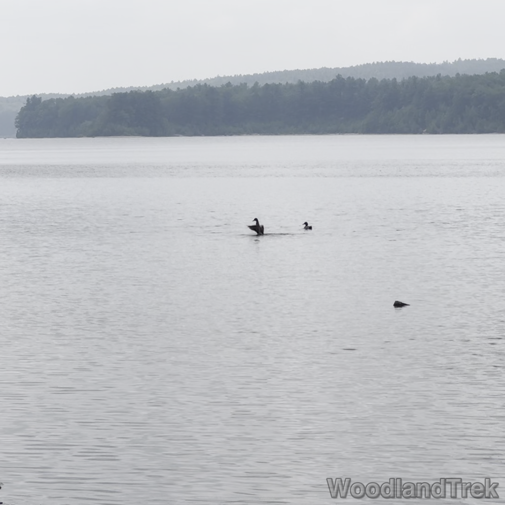 2025-06-08_115651_00