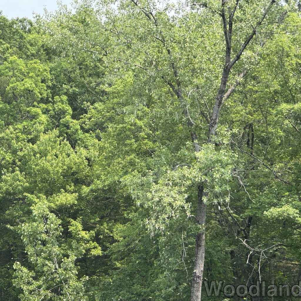 2025-06-08_132805_00