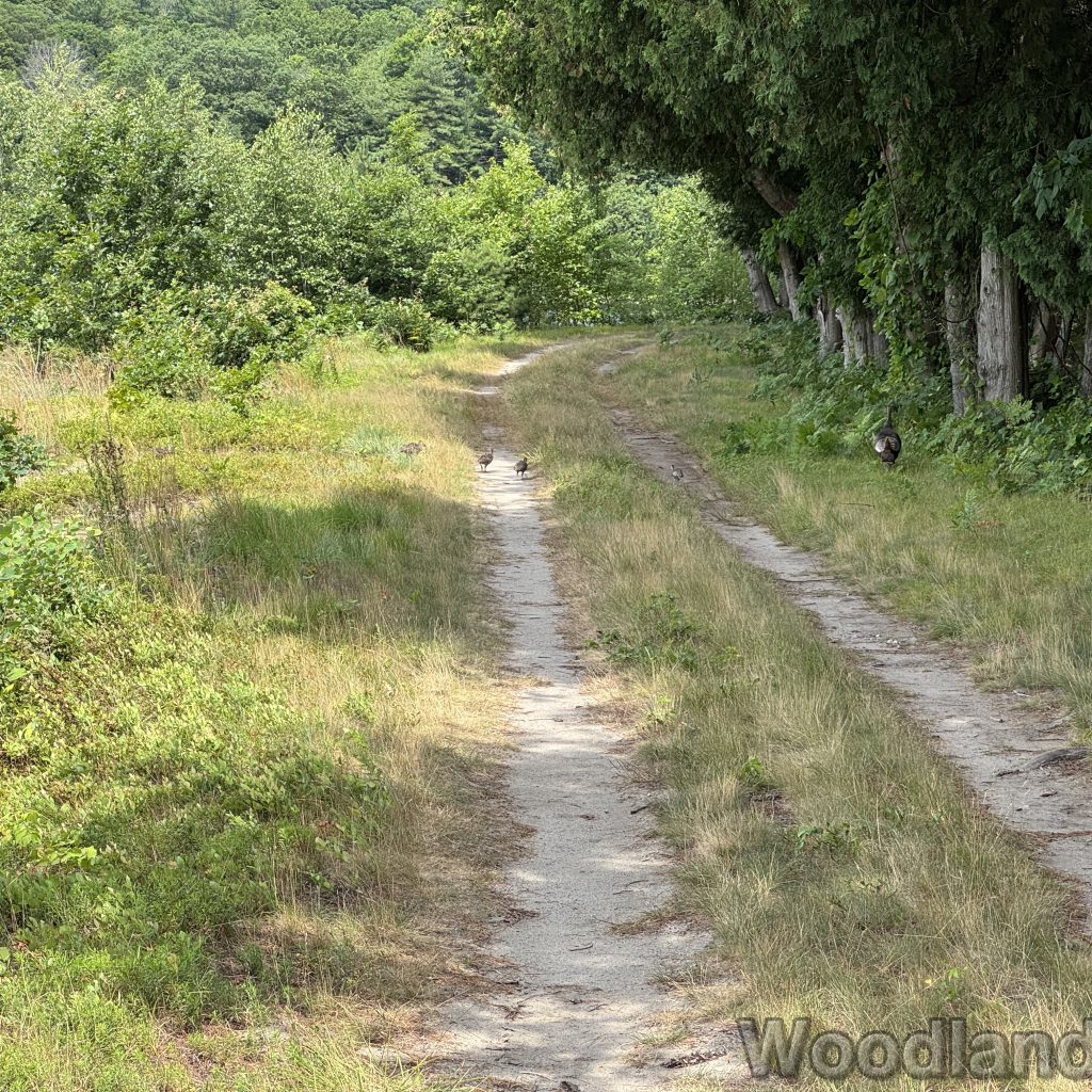 2025-07-05_105852_00