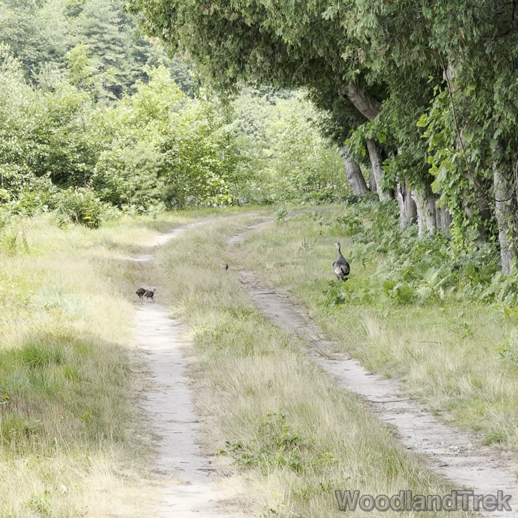 2025-07-05_105856_00