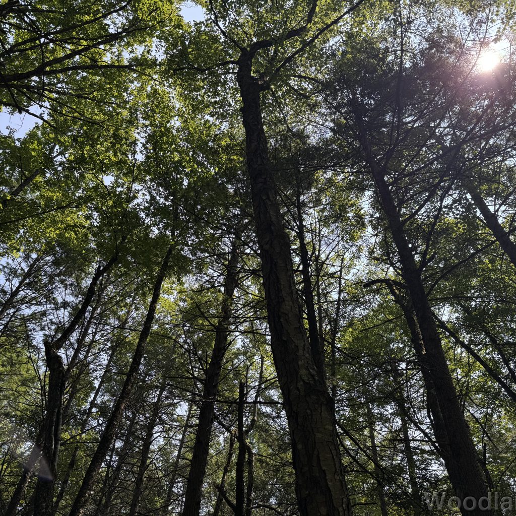2025-07-26_113724_00