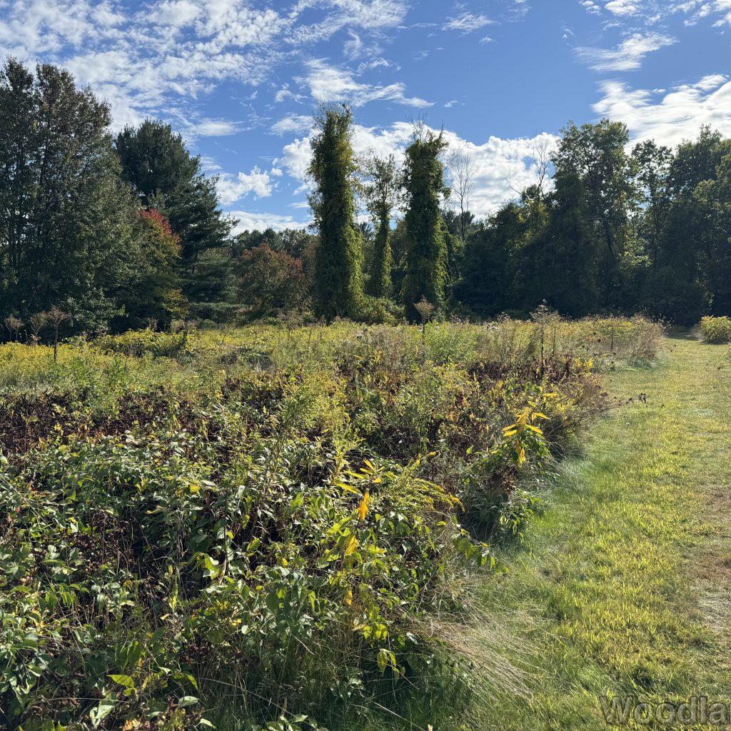 2025-09-17_155312_00