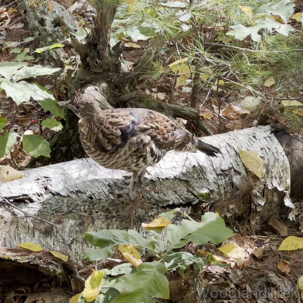 2025-09-28_114536_00