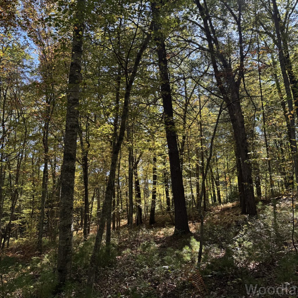 2025-09-28_135910_00