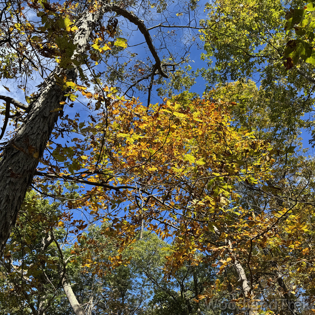 2025-10-03_113601_00