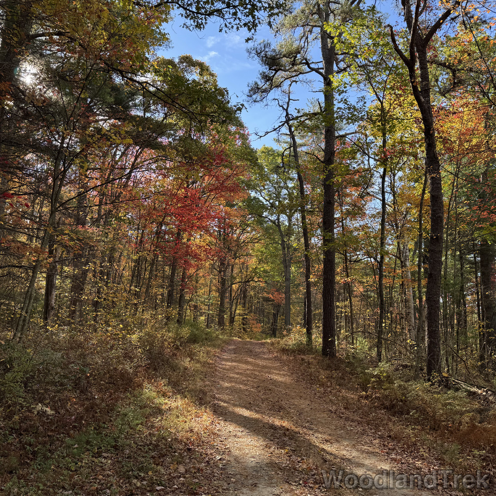 Early fall forest with leaves beginning to change color