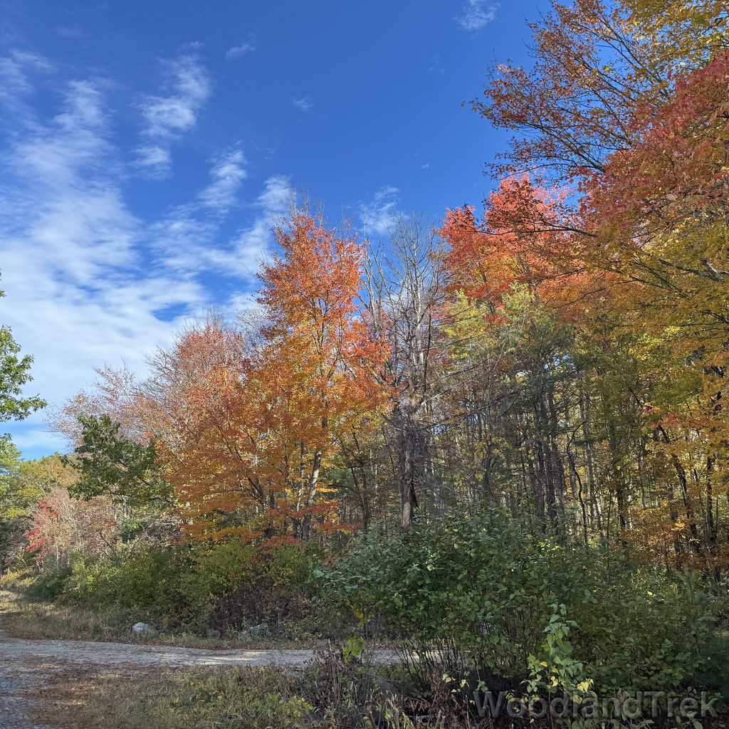 Early fall foliage on a crisp clear day