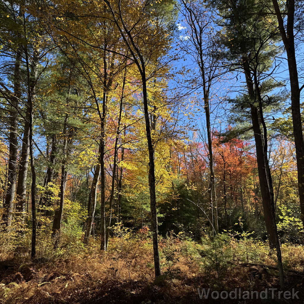 Forest scene with yellow, orange, and red leaves illuminated by sunlight