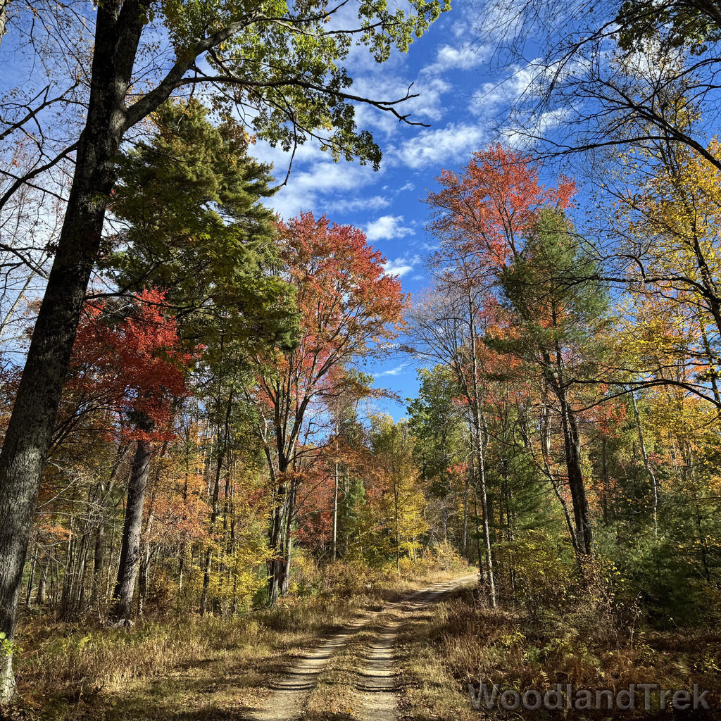 Serene forest road curving upward surrounded by orange, yellow, and green foliage