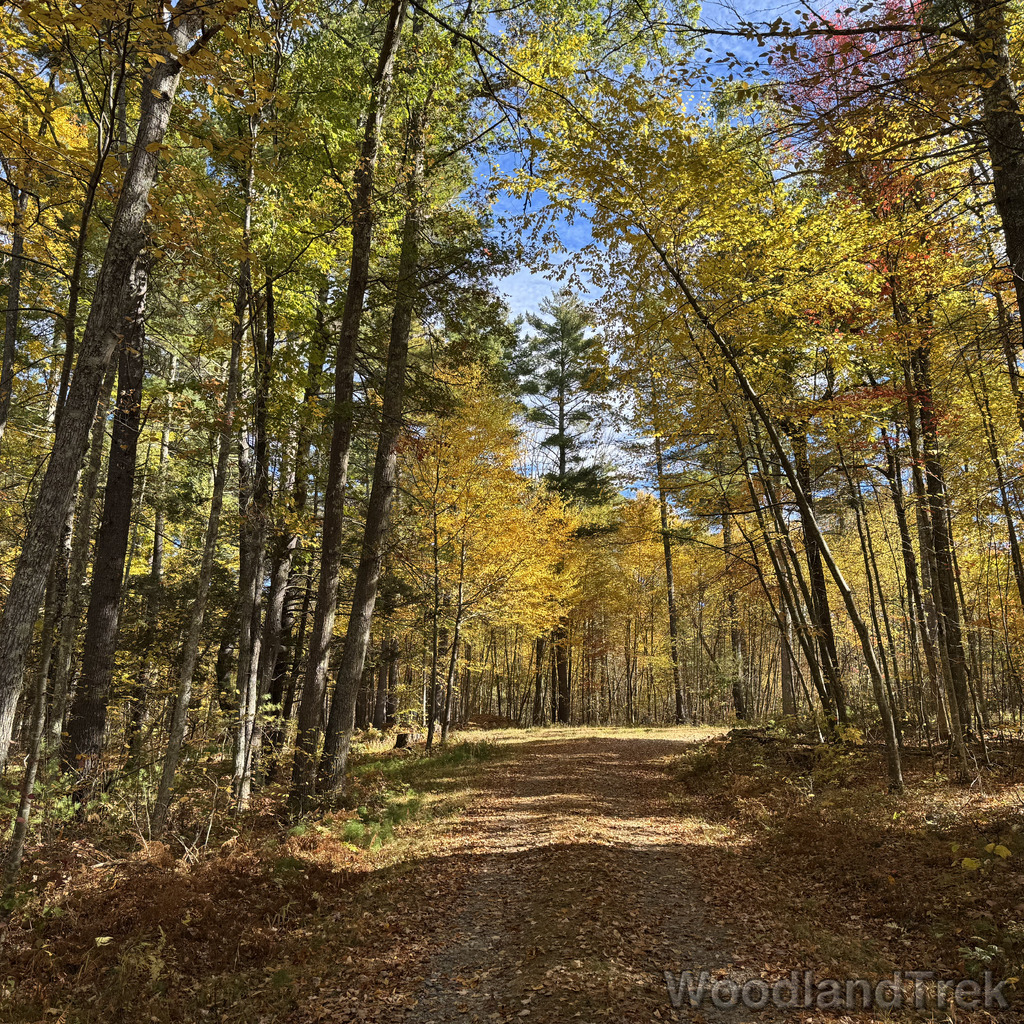 Bend in a forest road surrounded by yellow and green foliage