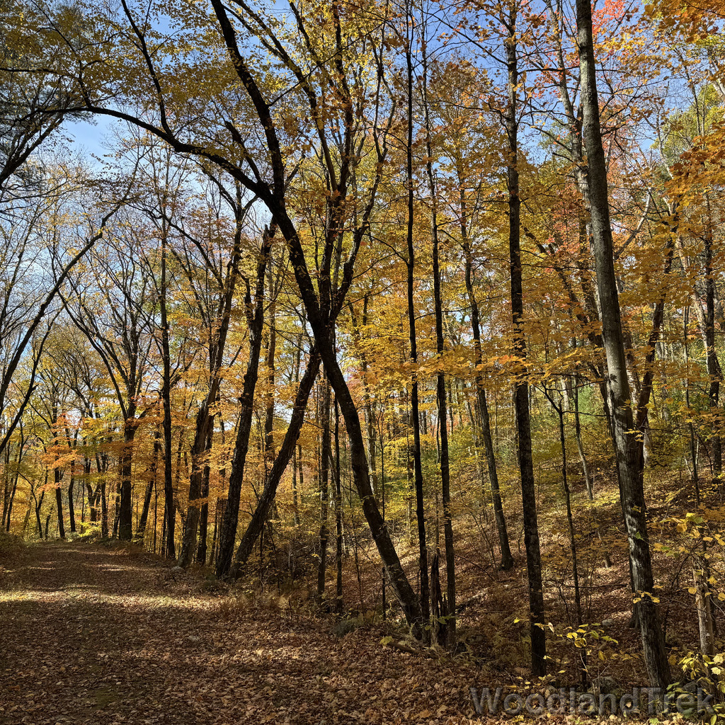 Forest road flanked by vibrant fall foliage