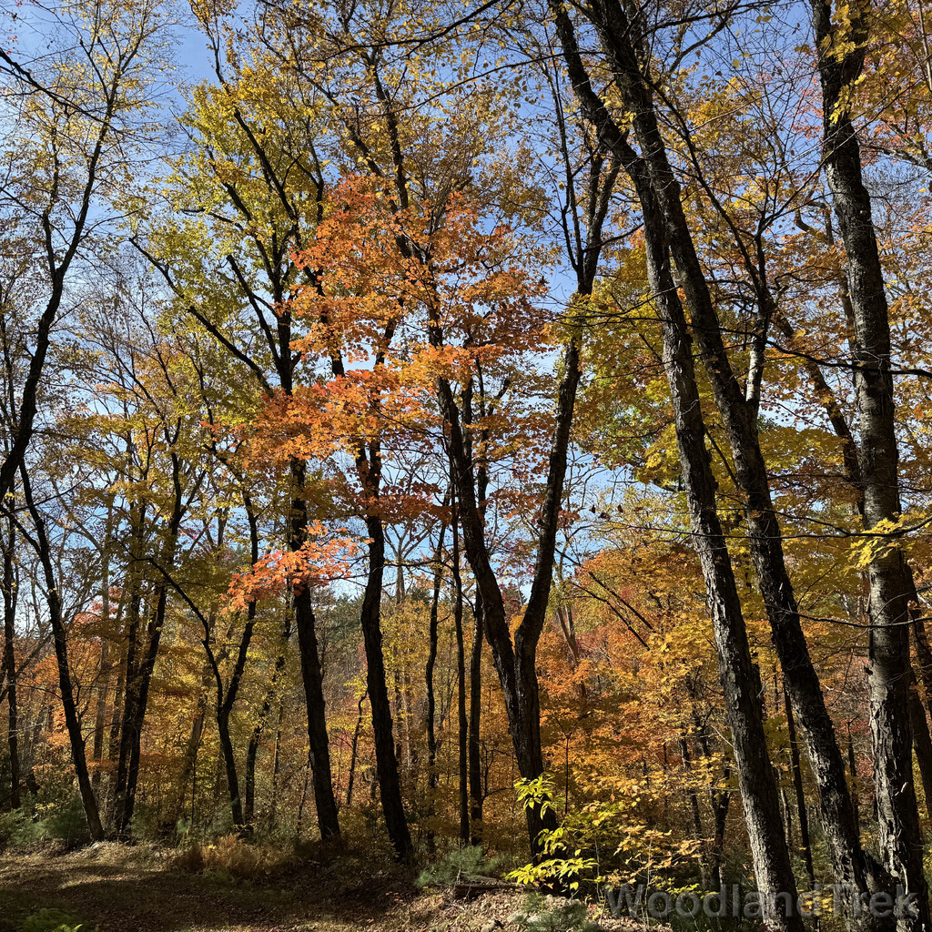 Forest road surrounded by vibrant yellow and orange fall foliage under a clear blue sky