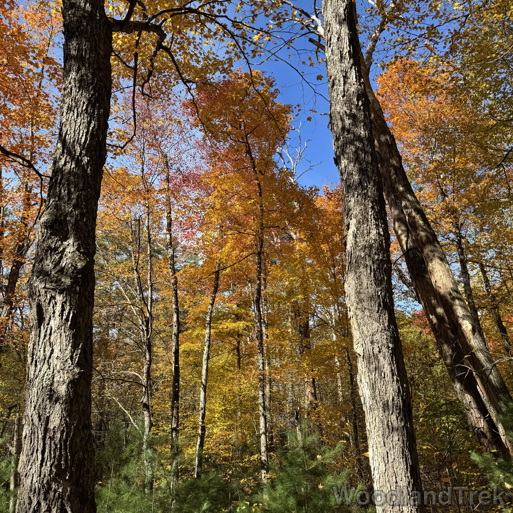 Maple trees with vibrant yellow and orange fall foliage