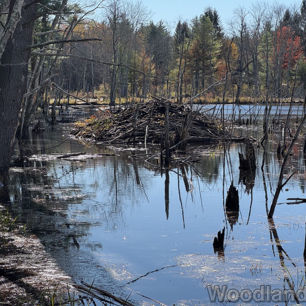 2025-11-02_101013_00