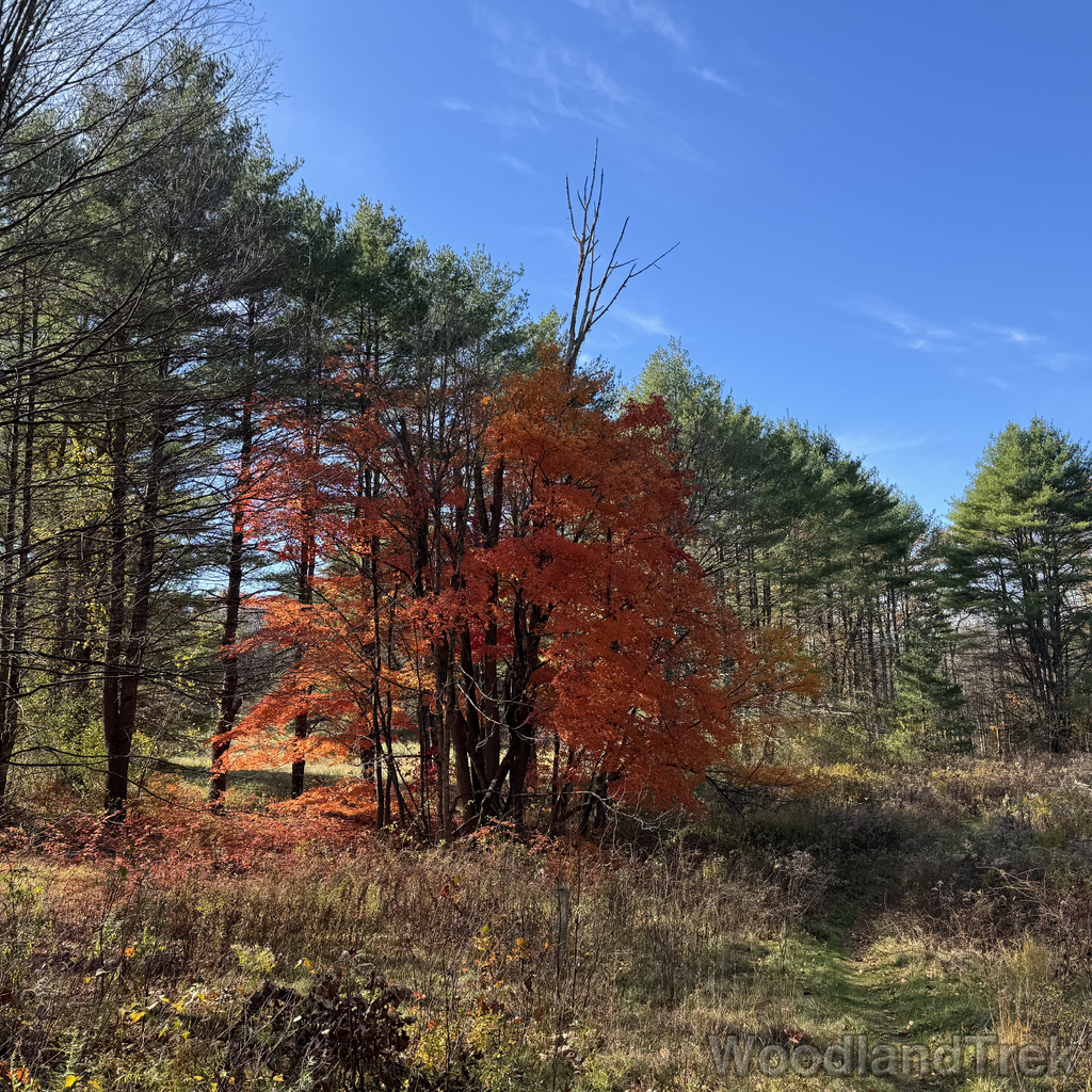 2025-11-02_105146_00