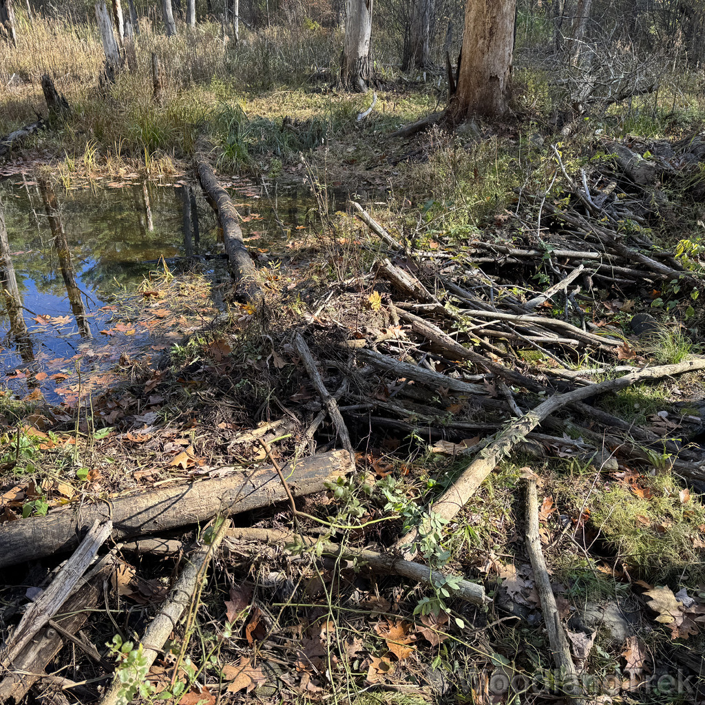 2025-11-02_105556_00