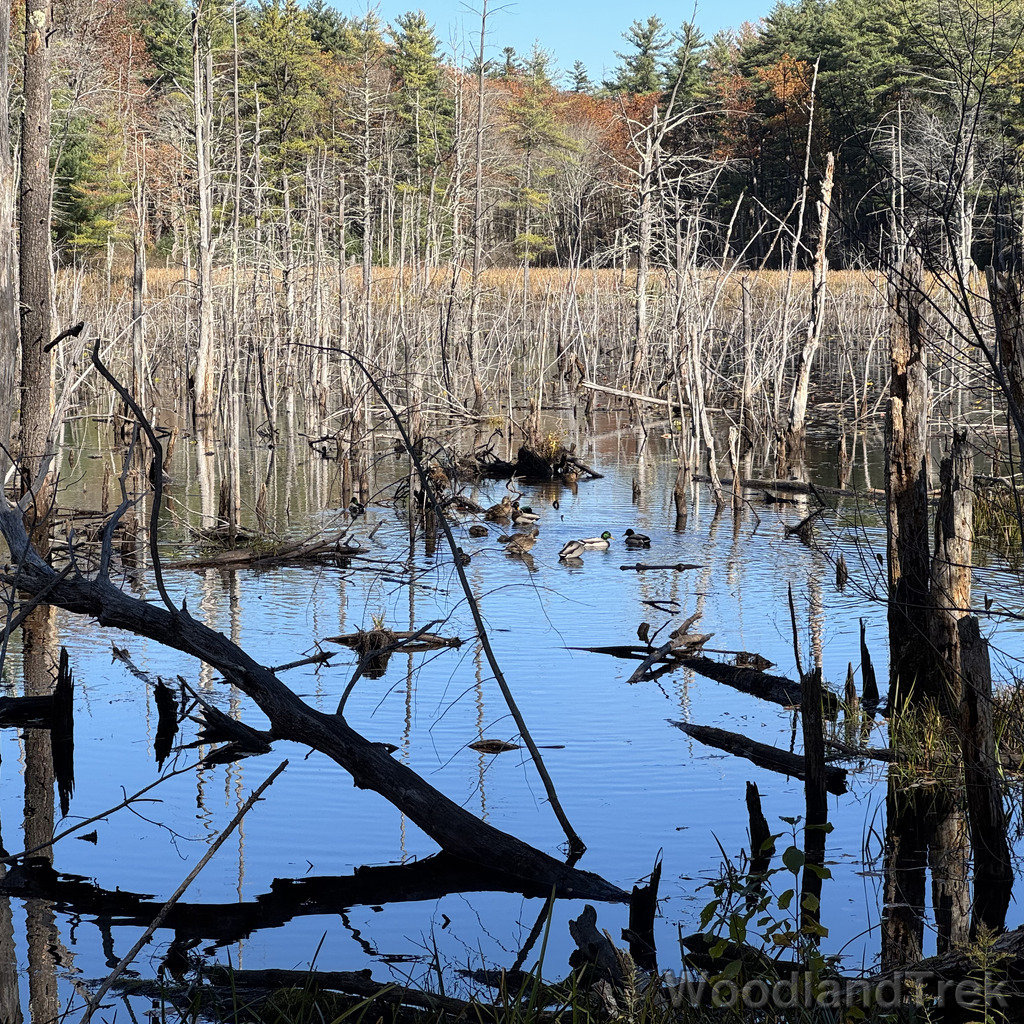 Dead trees standing in a pond with ducks floating on a glassy surface
