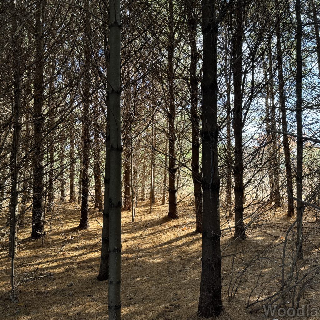 2025-11-08_120959_00