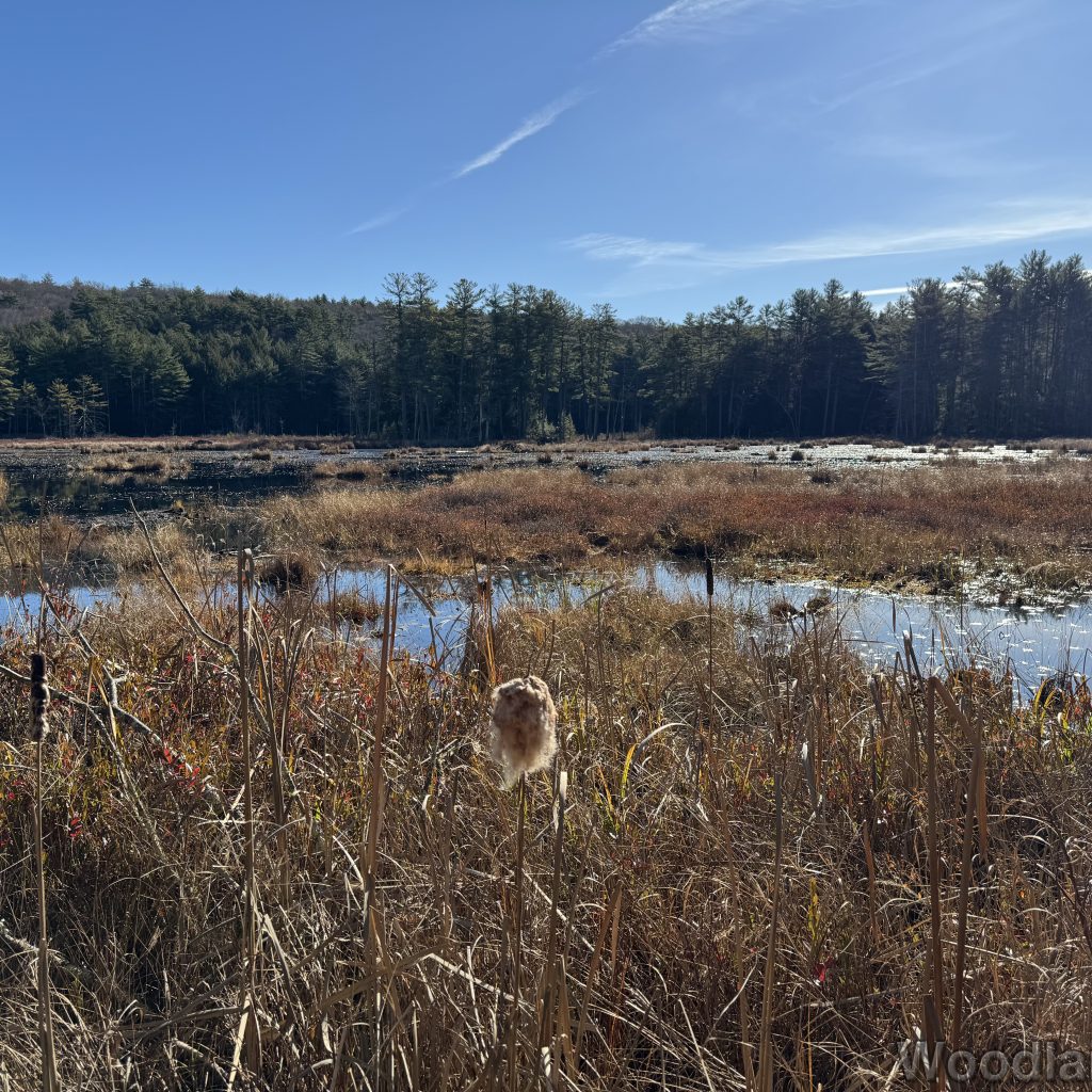 2025-11-15_103544_00