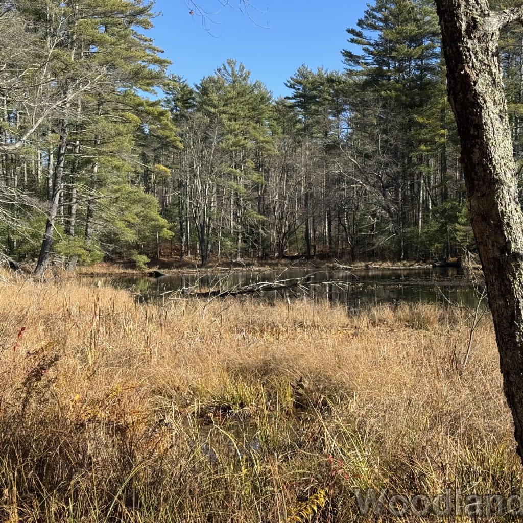 2025-11-15_103807_00