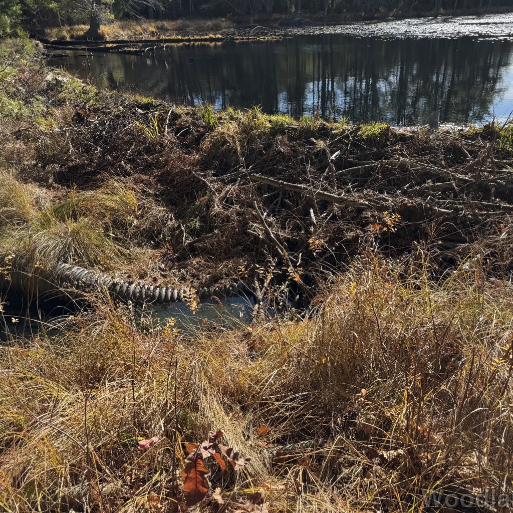 2025-11-15_104337_00