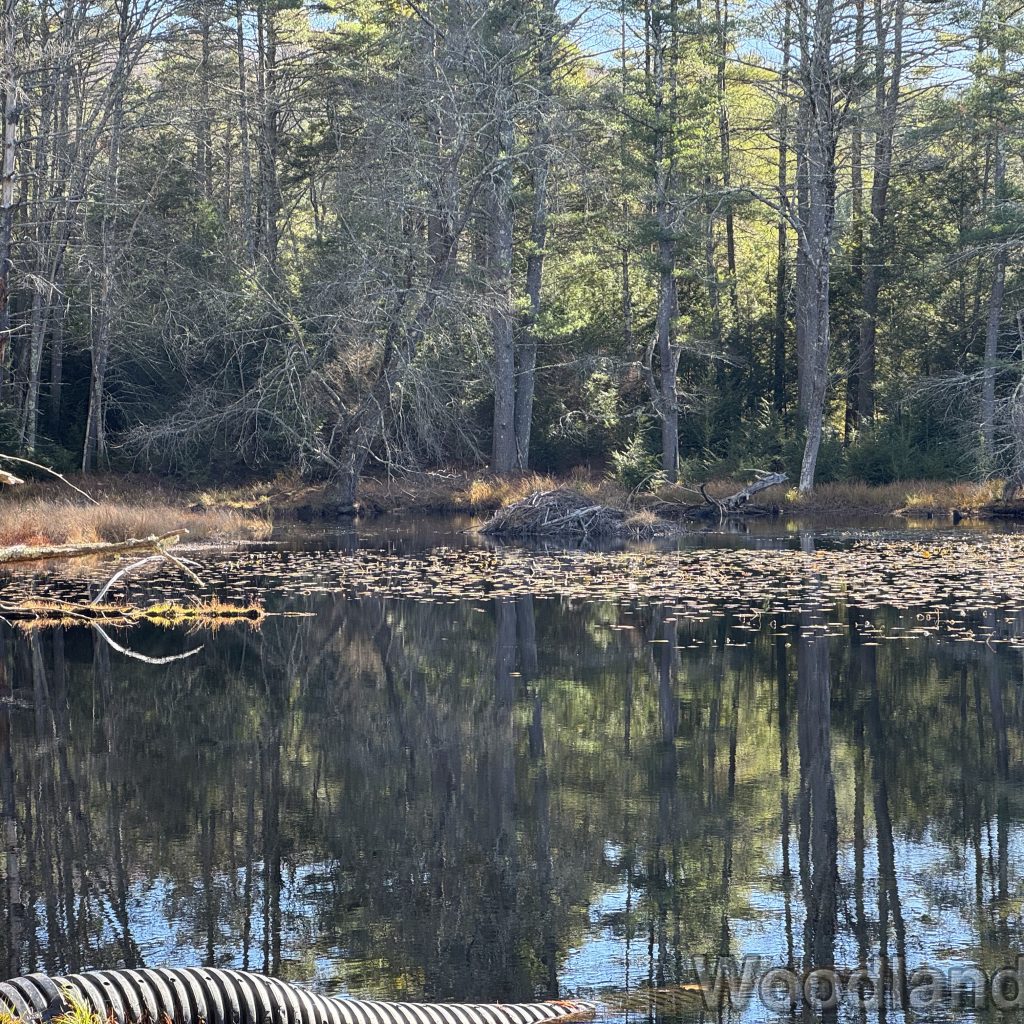 2025-11-15_113622_00