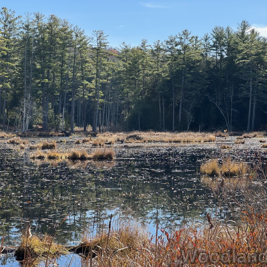 2025-11-15_113928_00