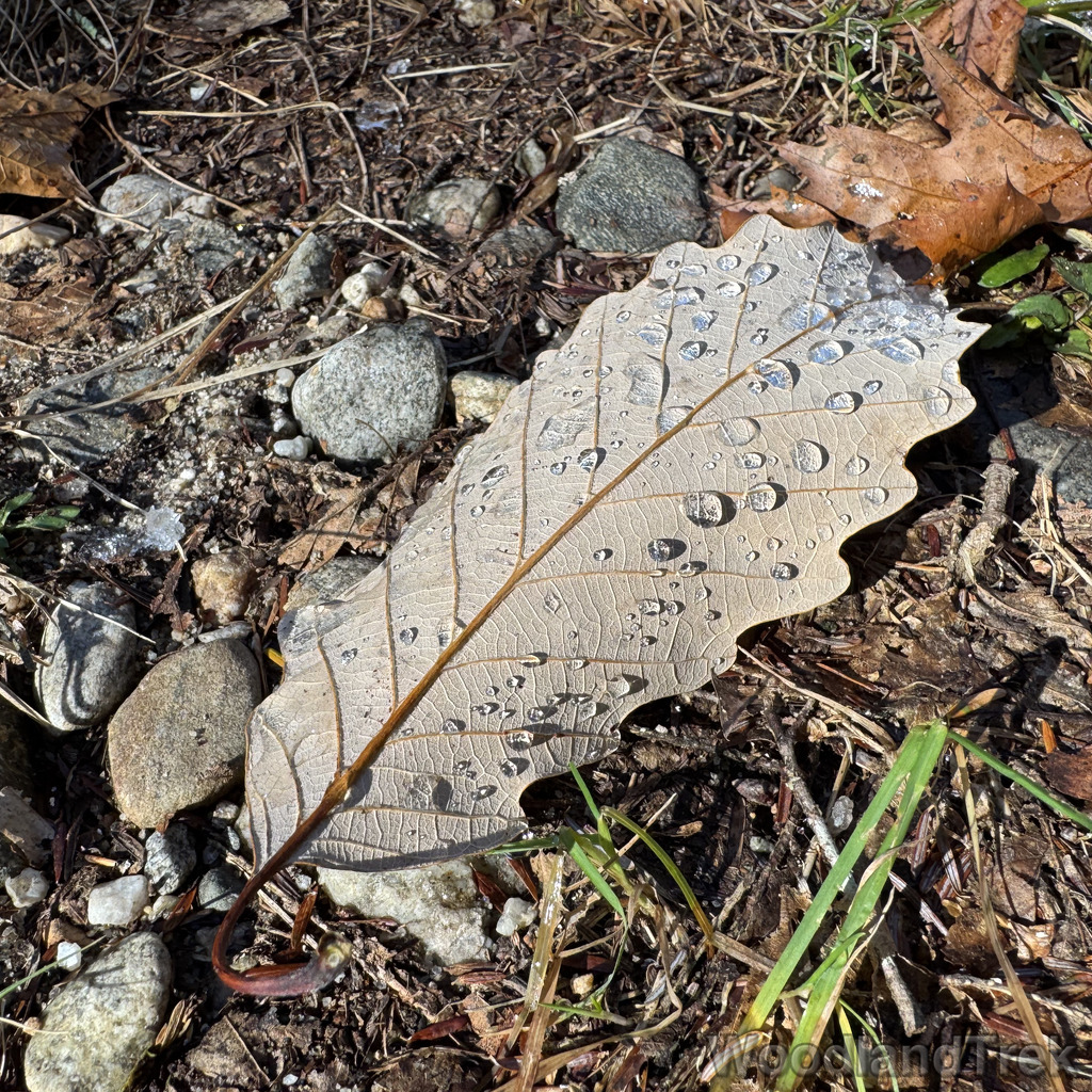 Chestnut oak leaf on the ground with pristine water droplets