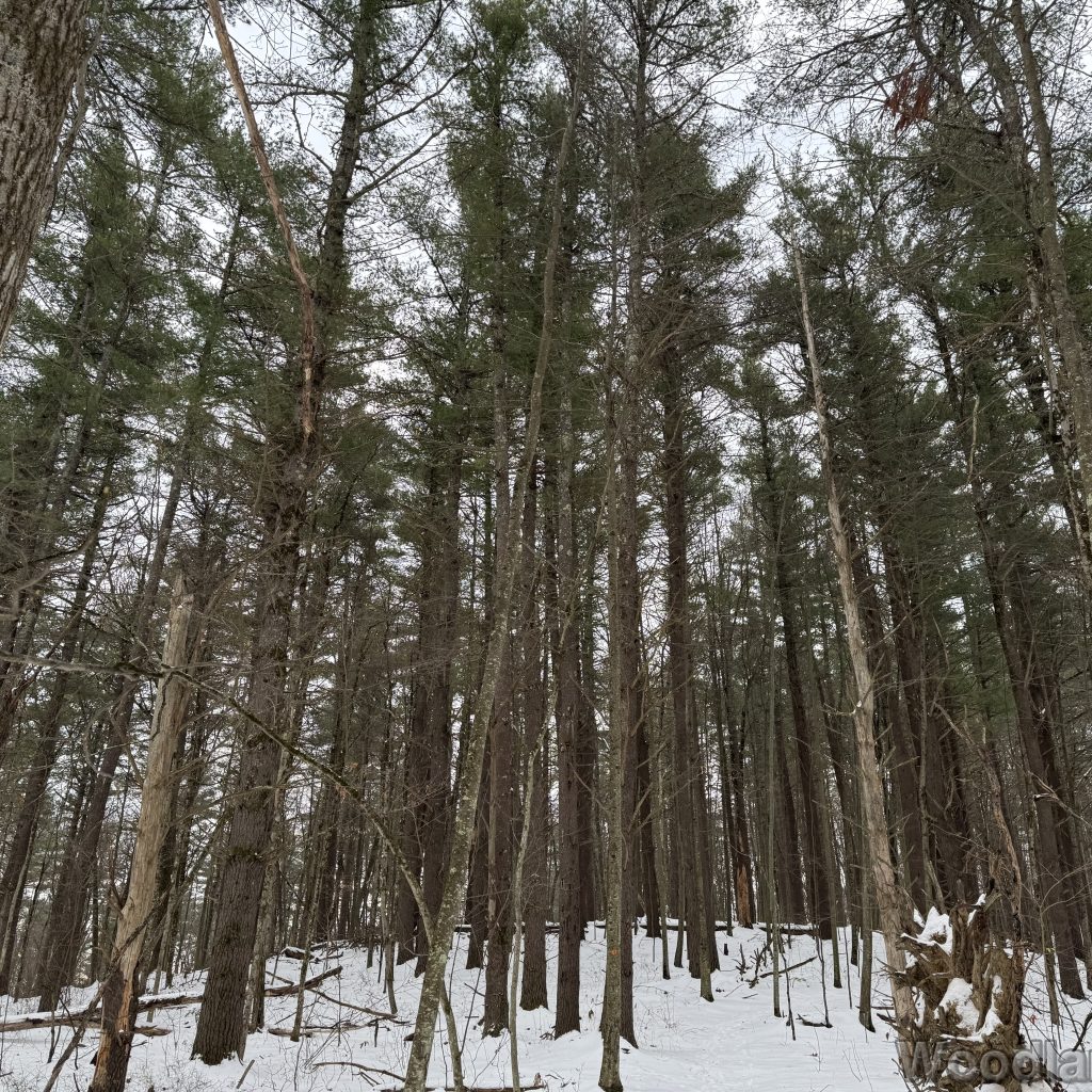 2025-12-07_094855_00