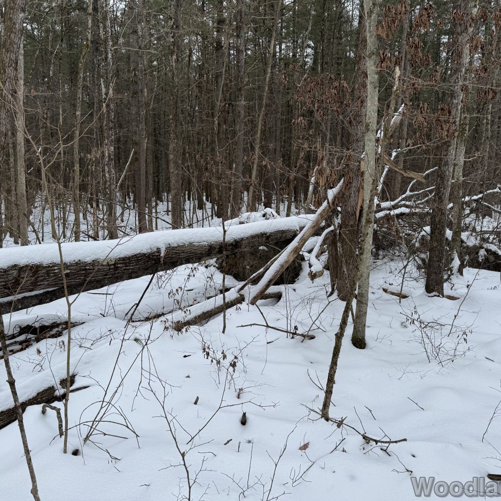 2025-12-07_102450_00