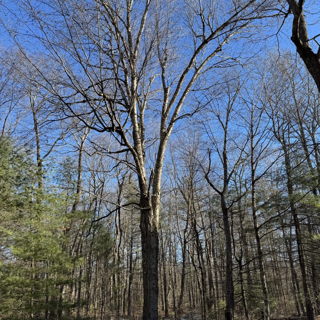 2025-12-20_110318_00