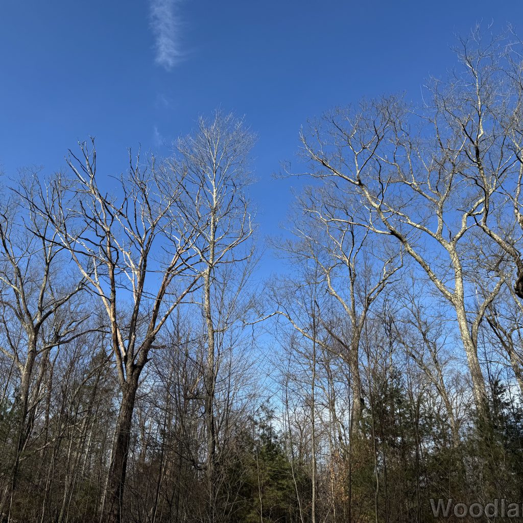 2025-12-20_130515_00