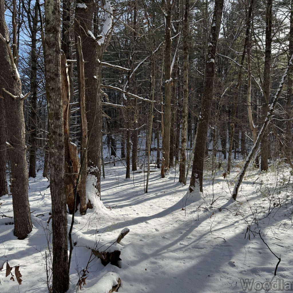 2025-12-28_110858_00