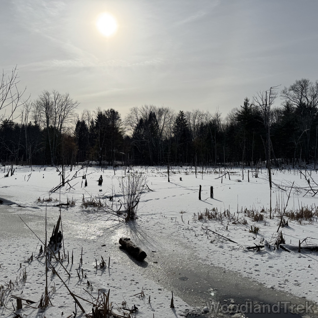 Sunlight filtering through high clouds onto a frozen pond with standing dead trees