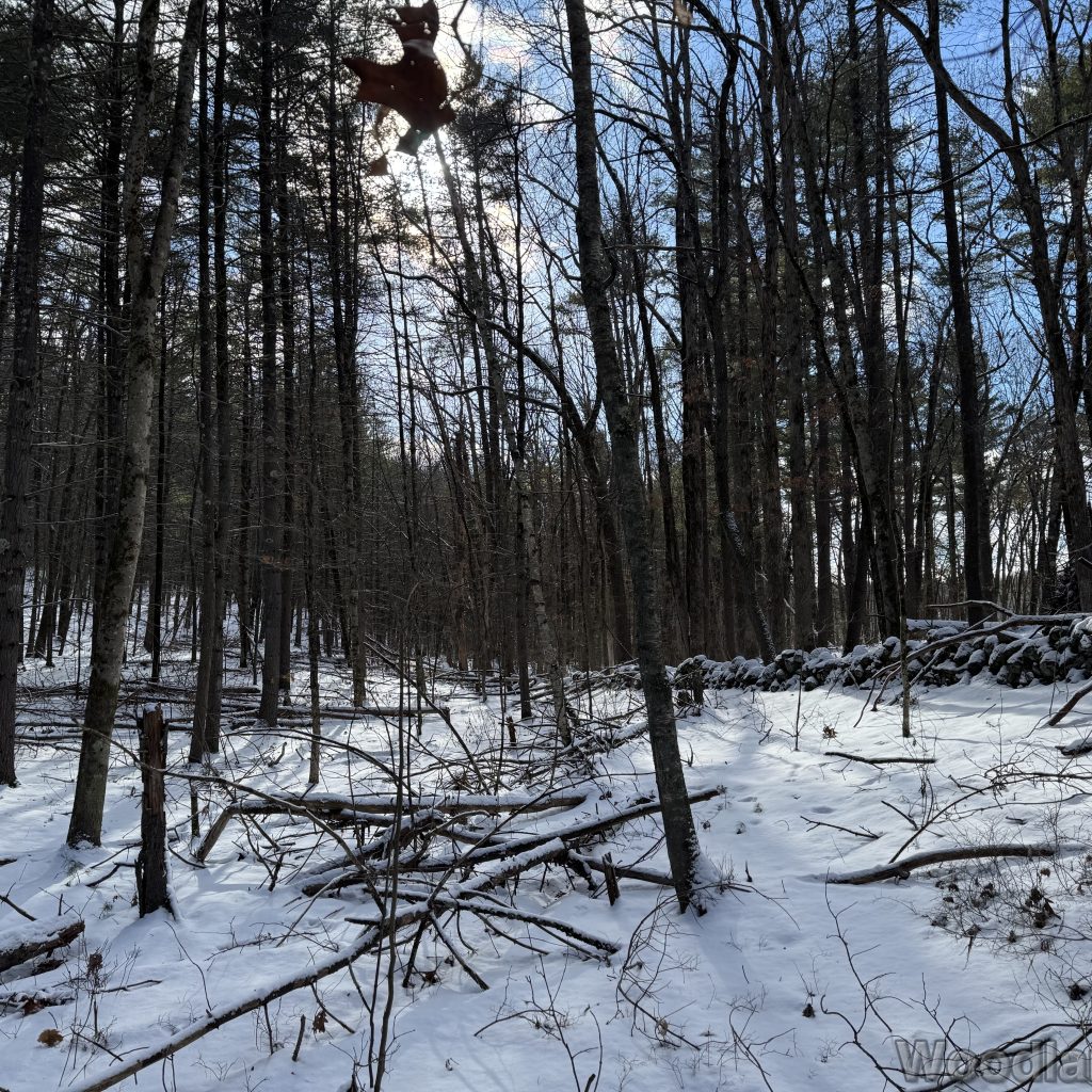 2026-01-01_120337_00