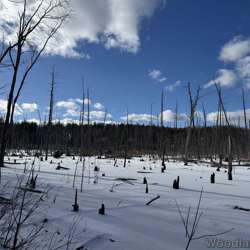 2026-01-01_121544_00