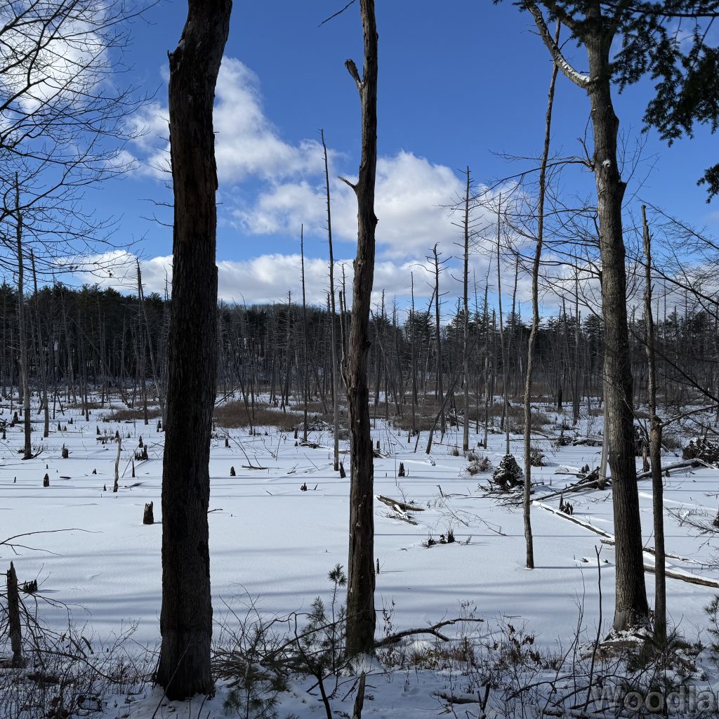 2026-01-01_121734_00