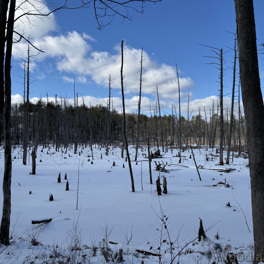 2026-01-01_121840_00